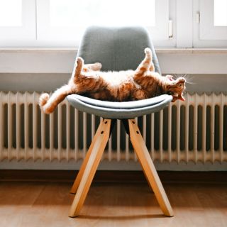 Gatto rosso rilassato su sedia davanti a termosifone acceso, suggerimento risparmio energetico riscaldamento ENEA