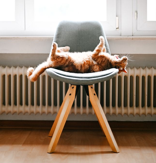 Gatto rosso rilassato su sedia davanti a termosifone acceso, suggerimento risparmio energetico riscaldamento ENEA